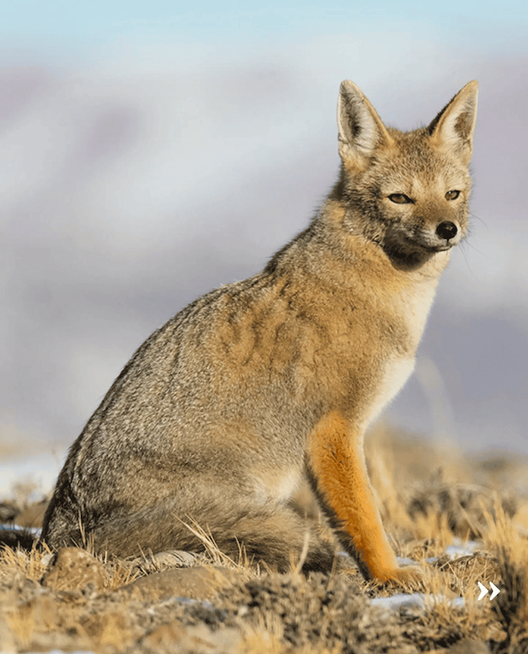 Red fox