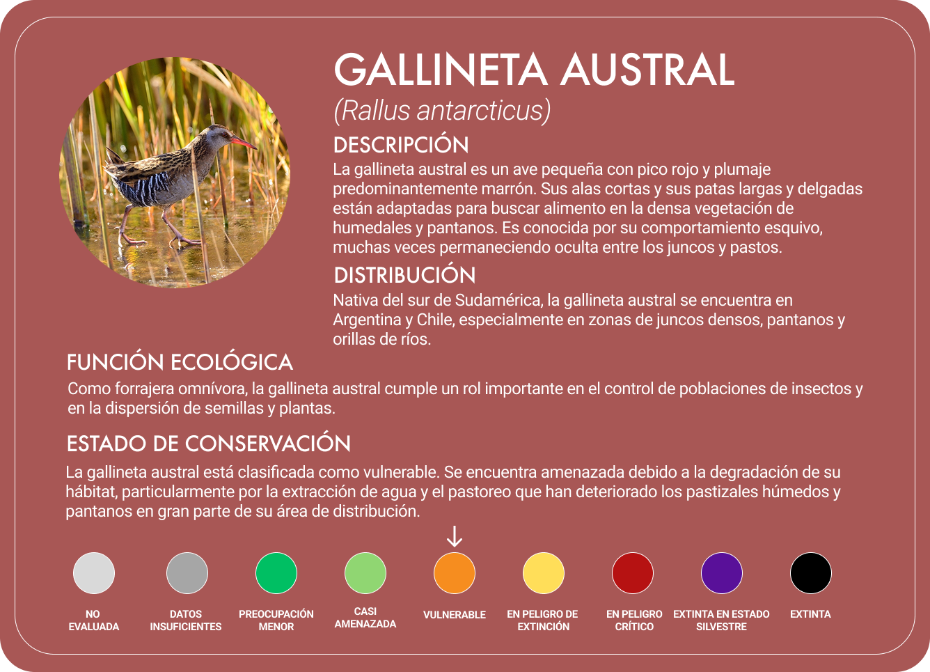 Gallineta