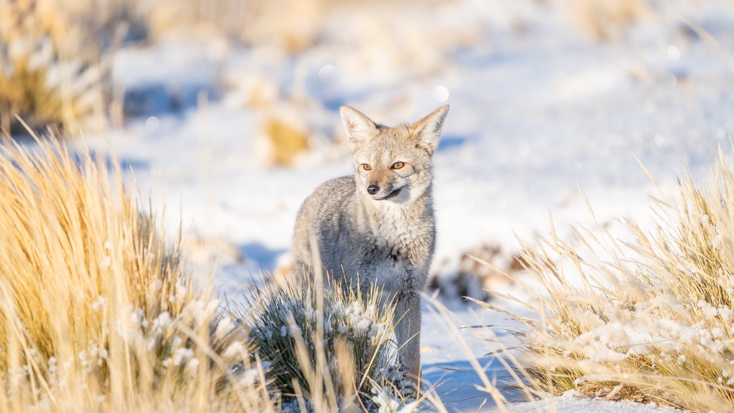 Grey fox