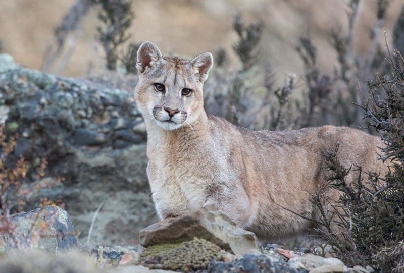 Puma