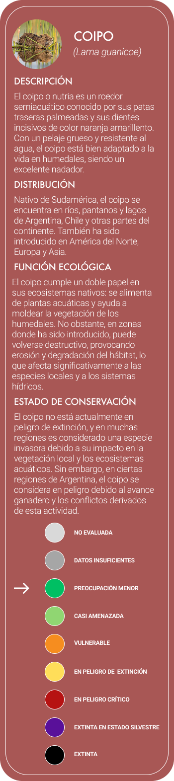 coypu