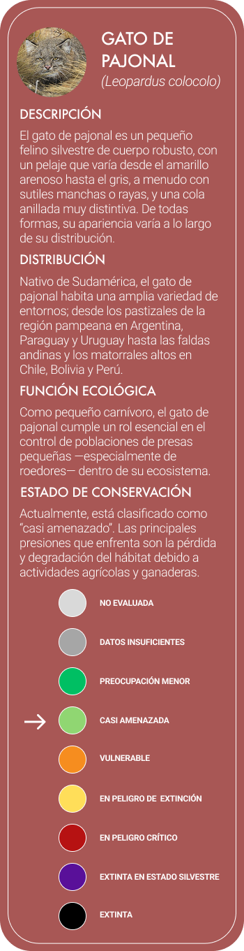 gatodepajonal
