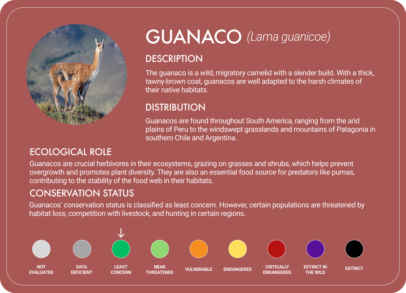 Guanaco